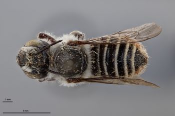 Media type: image;   Entomology 790844 Aspect: habitus dorsal view